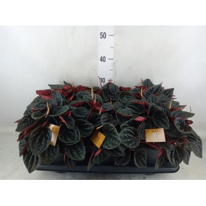 Peperomia caperata   ...