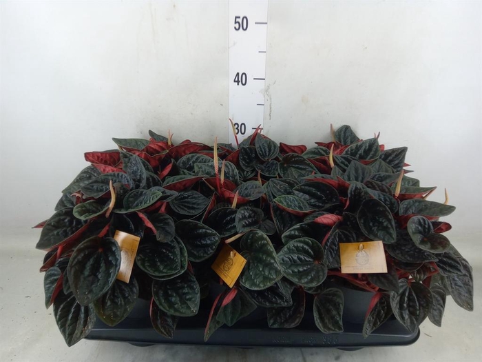 <h4>Peperomia caperata   ...</h4>