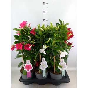 Mandevilla sand. 'Summerstar' ..mix