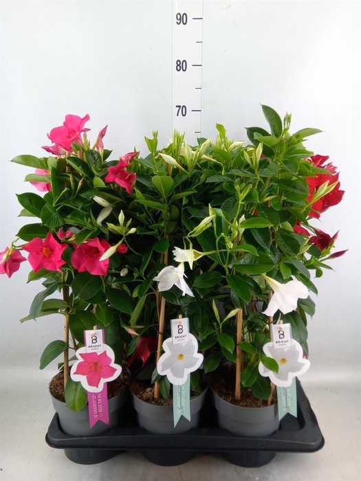 <h4>Mandevilla sand. 'Summerstar' ..mix</h4>