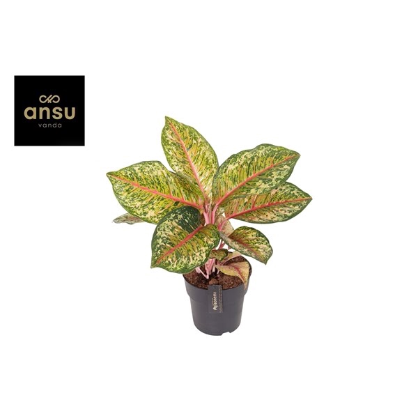 <h4>Aglaonema Carnival Queen</h4>