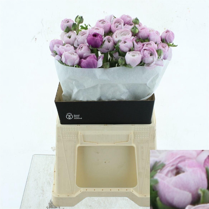 <h4>RANUNCULUS OV</h4>