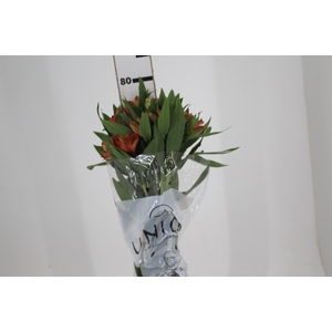 ALSTROEMERIA MOTION 080 CM LARANJA