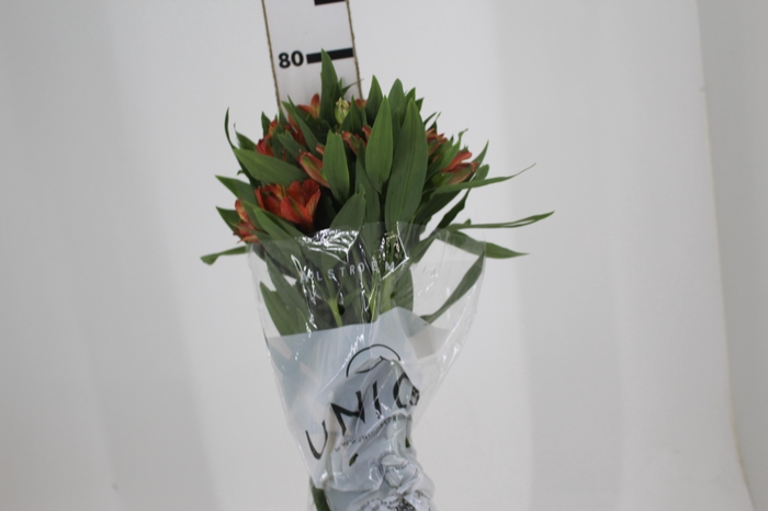 <h4>ALSTROEMERIA MOTION 080 CM LARANJA</h4>