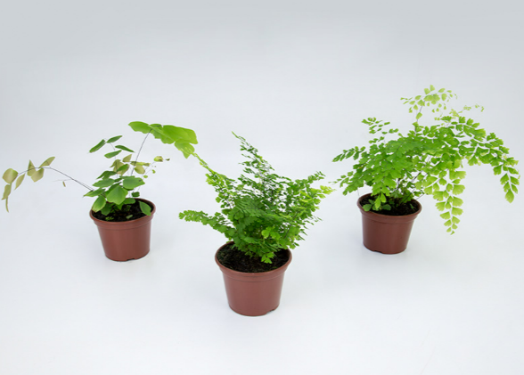 <h4>AVENCA VARIADA P14</h4>