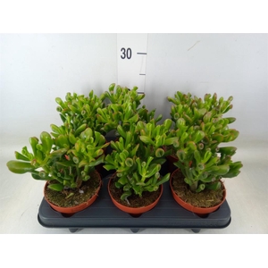 Crassula ovata 'Trompet'