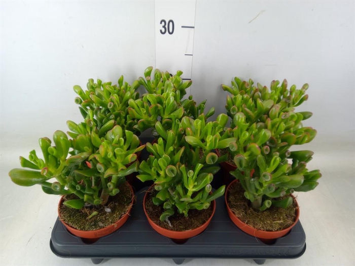 <h4>Crassula ovata 'Trompet'</h4>