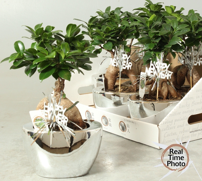 <h4>FIC MI GINSENG</h4>