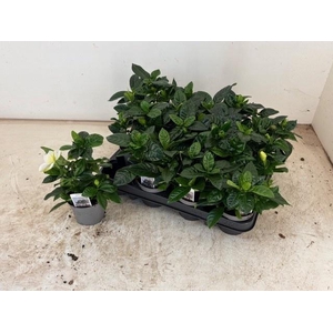 GARDENIA JASMINOIDES