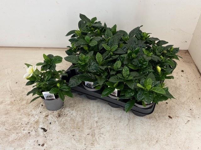 <h4>GARDENIA JASMINOIDES</h4>
