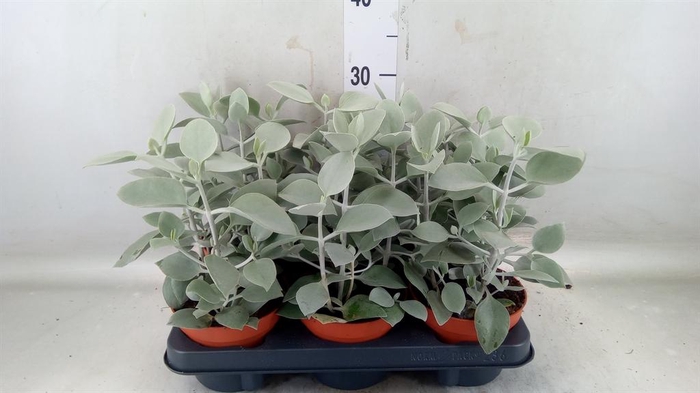 <h4>Kalanchoe NF   ...</h4>