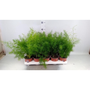 Asparagus dens. 'Sprengeri'