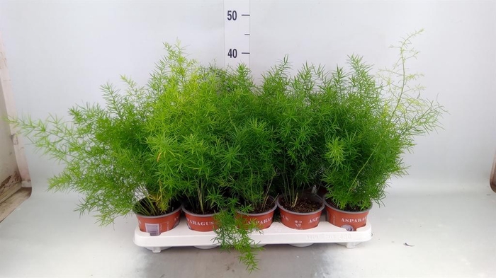 <h4>Asparagus dens. 'Sprengeri'</h4>
