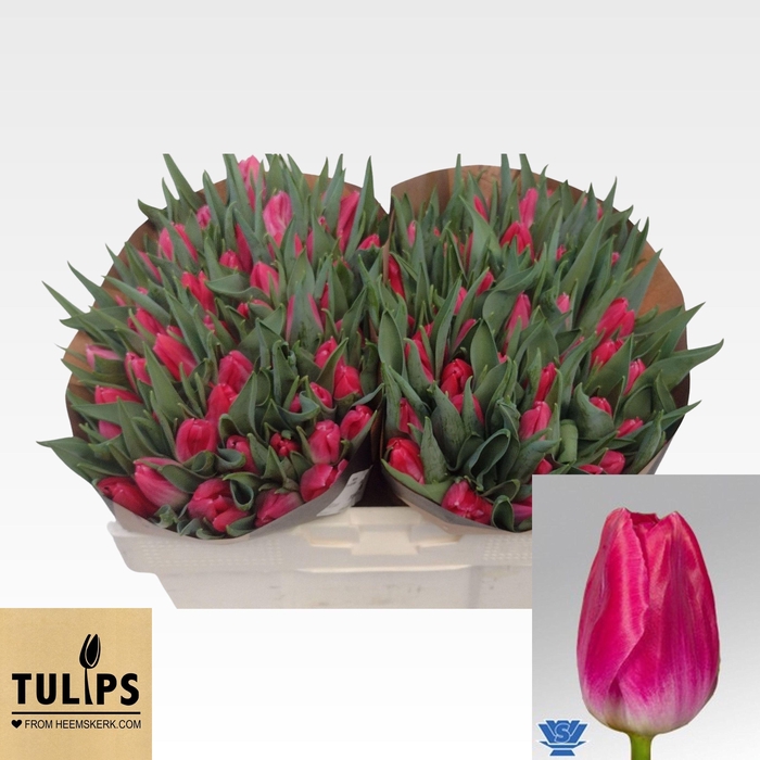 <h4>TU EN BOLROYAL PINK</h4>