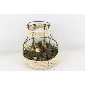 arr4 Narcis PL - Mand metaal windlicht