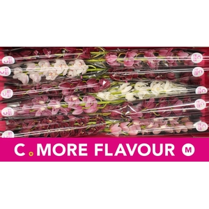 Mini cymbidium 'Valentine Mix' 60 cm