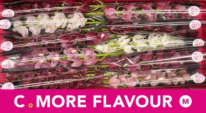 <h4>Mini cymbidium 'Valentine Mix' 60 cm</h4>