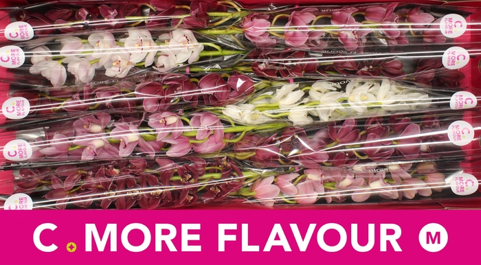 <h4>Mini cymbidium 'Valentine Mix' 60 cm</h4>