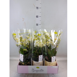 Phalaenopsis multi.   ...white