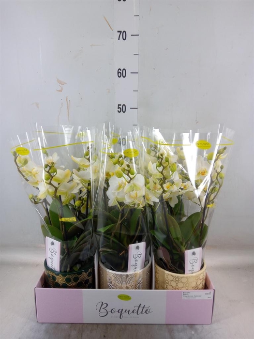 <h4>Phalaenopsis multi.   ...white</h4>
