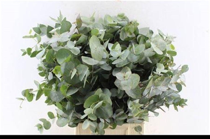 <h4>Euca Cinerea Short Per Bunch 150 Gram Za</h4>