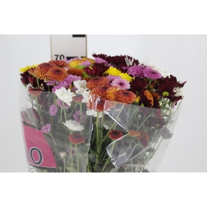 CRISANTEMO SANTINI MISTO 070 CM