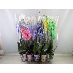 Phalaenopsis   ...