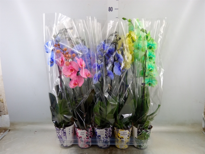 <h4>Phalaenopsis   ...</h4>