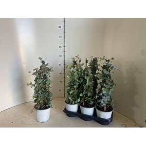 EUCAL GUNNII