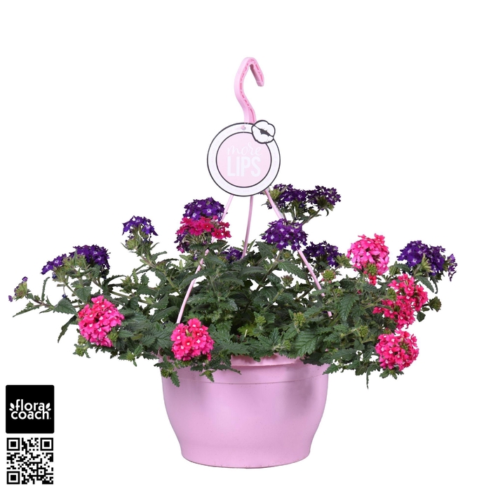 <h4>Verbena 'Trixi Wild Berries'</h4>
