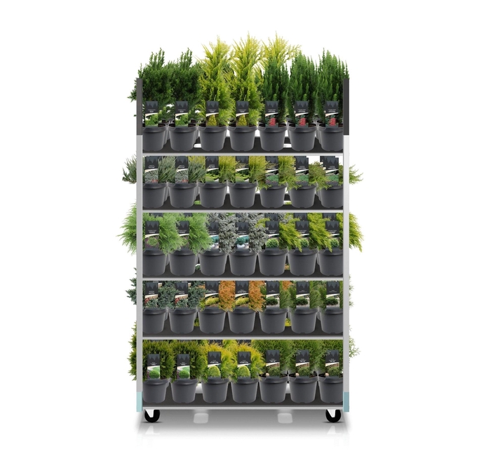 <h4>Coniferenmix assortiment C3 - basismix CC (mix kan afwijken van foto)</h4>