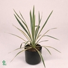 Yucca filamentosa 'Bright Edge'