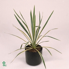 Yucca filamentosa 'Bright Edge'