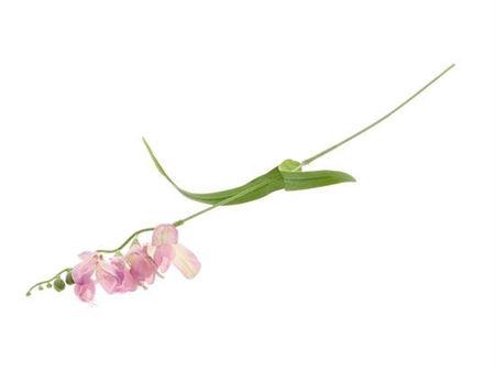 <h4>Stem Freesia</h4>