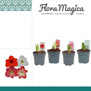 Amaryllis Mix 2 knop