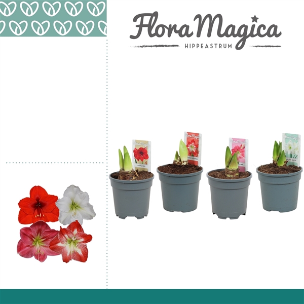 <h4>Amaryllis Mix 2 knop</h4>