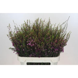 Chamelaucium Purple Pride