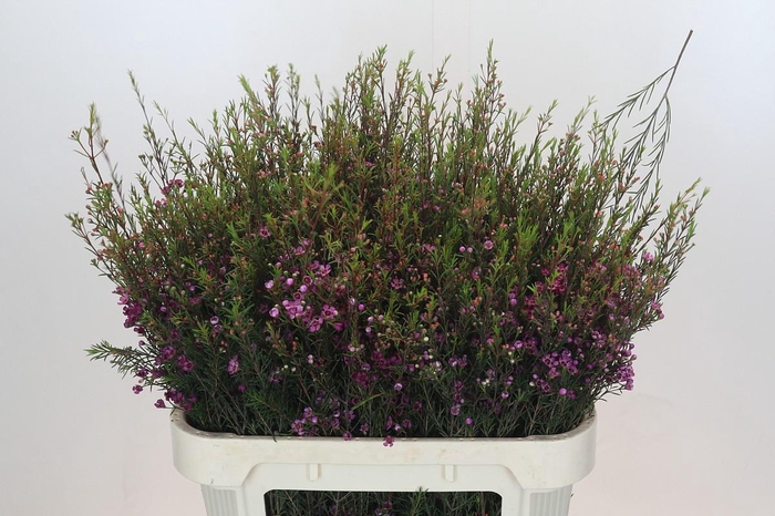 <h4>Chamelaucium Purple Pride</h4>