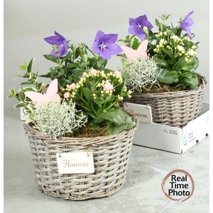 ARR TUINPLANTEN H%