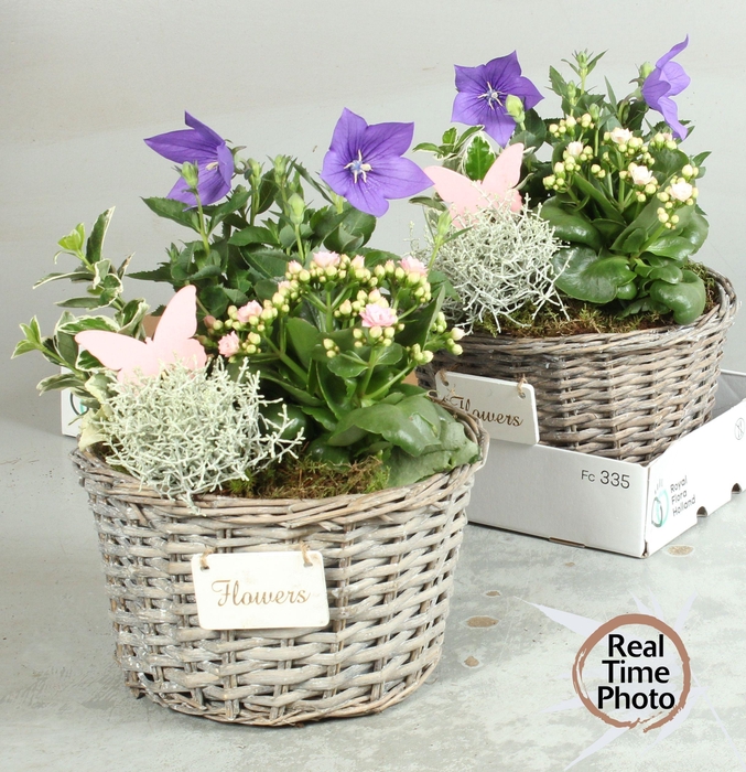 <h4>ARR TUINPLANTEN H%</h4>