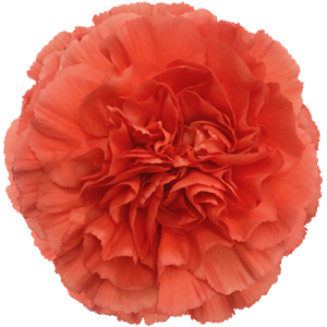 <h4>DIAN.ST. Caroline</h4>