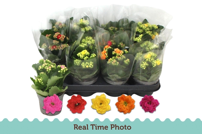 <h4>KAL GE GEM 5 KL</h4>