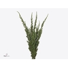 Juniperus Ch Ginepro