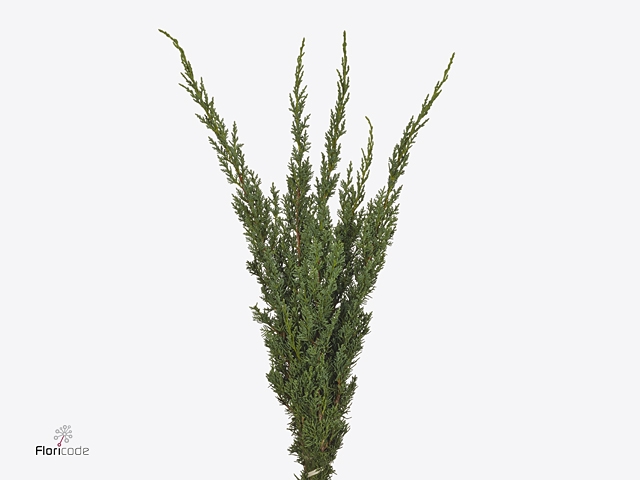 Juniperus Ch Ginepro
