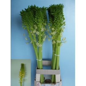 Eucomis P-e Goliath