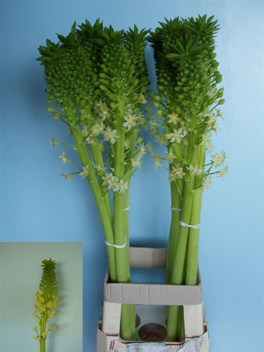<h4>Eucomis P-e Goliath</h4>