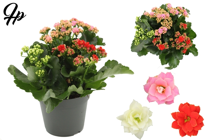 <h4>Kalanchoë 14cm Perfecta Tricolor in transparant sleeve</h4>