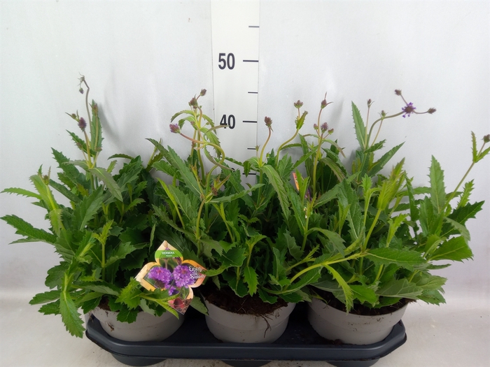 Verbena rigida