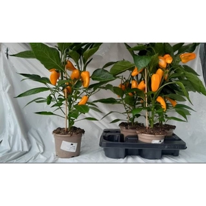 PAPRIKA PLANTEN