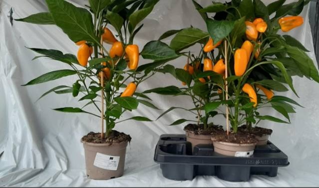 <h4>PAPRIKA PLANTEN</h4>